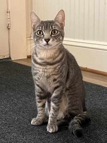 Beautiful one year old gray tabby cat named Satine.