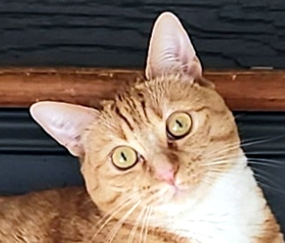 Headshot of 4 year old female orange and white tabby cat named Ruby, available for adoption at the Cat's Meow in Anacortes, WA.