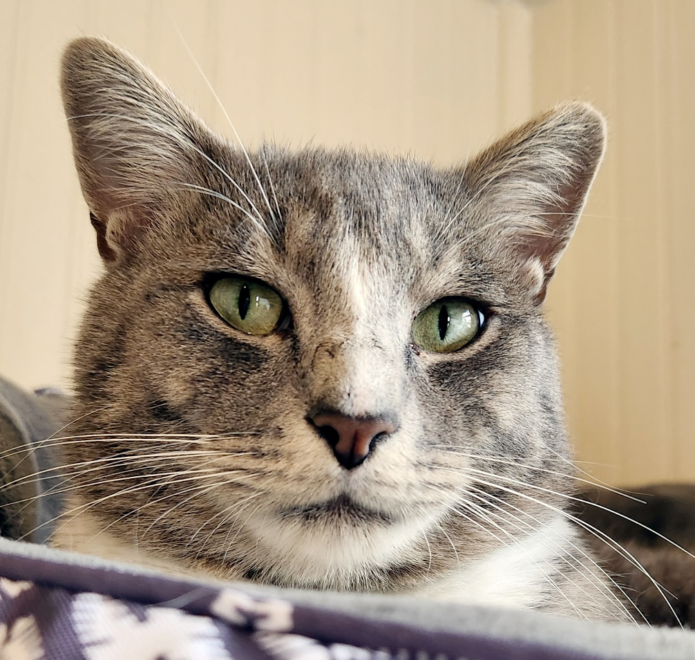 Headshot of male grey and white tabby cat named Hank, available for adoption at the Cat's Meow in Anacortes, WA.