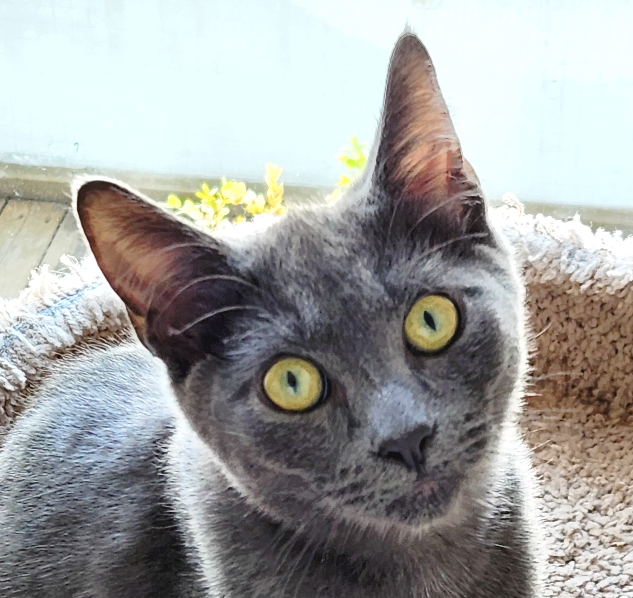 Headshot of Noah, a shorthair grey male cat, available for adoption at the Cat's Meow in Anacortes, WA.