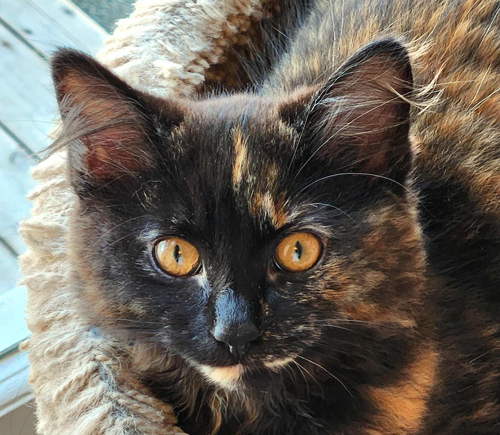Headshot of Phoebe, a female tortoiseshell kitten, available for adoption at the Cat's Meow in Anacortes, WA.
