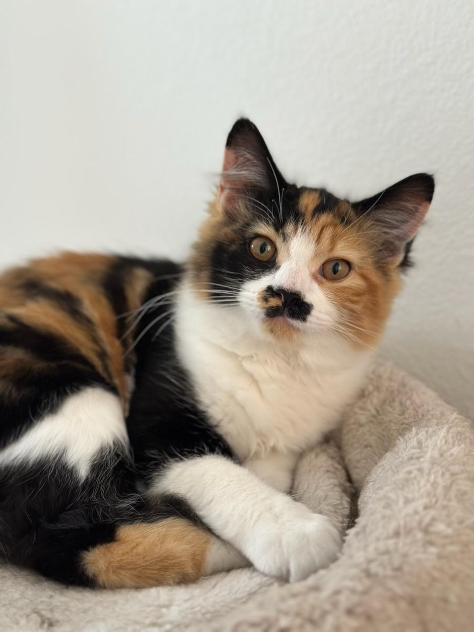 Coco is a beautiful longhair calico kitten available for adoption with her brother, Cody, at the Cat's Meow in Anacortes, WA.