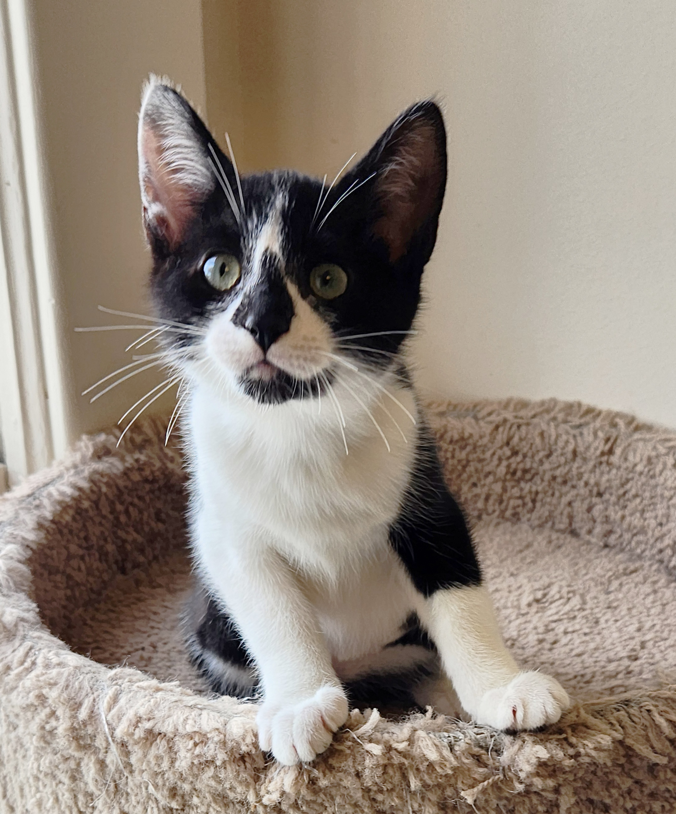 Black and white shorthair kitten named Patty, available for adoption at the Cat's Meow in Anacortes, WA.