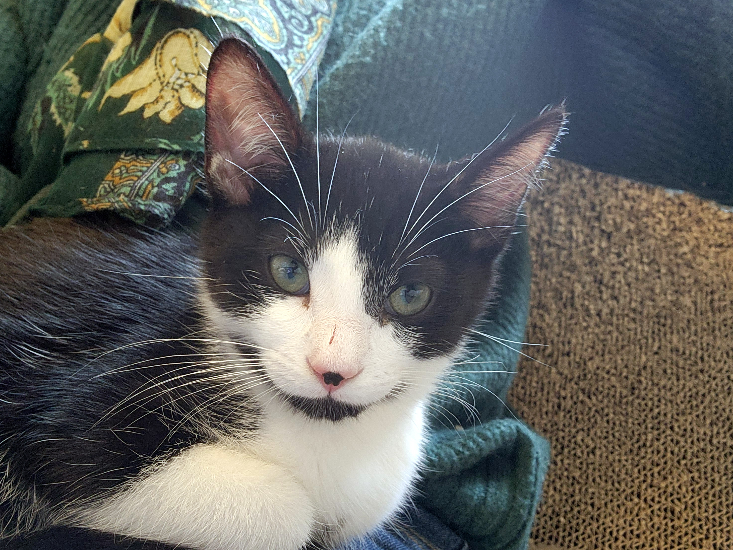 Black and white shorthair kitten named Toby, available for adoption at the Cat's Meow in Anacortes, WA.