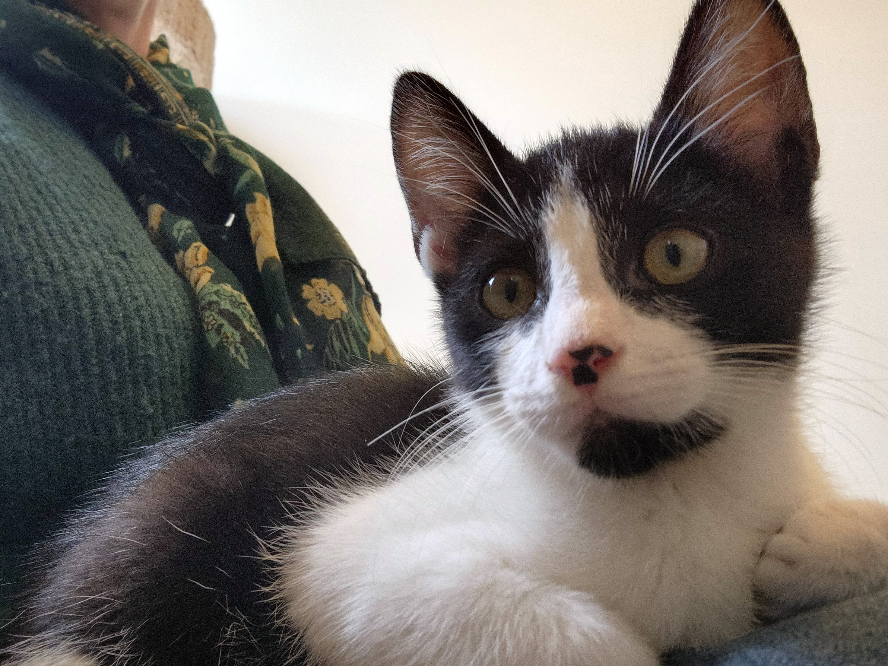 Black and white kitten named Simon available for adoption at the Cat's Meow in Anacortes, WA.