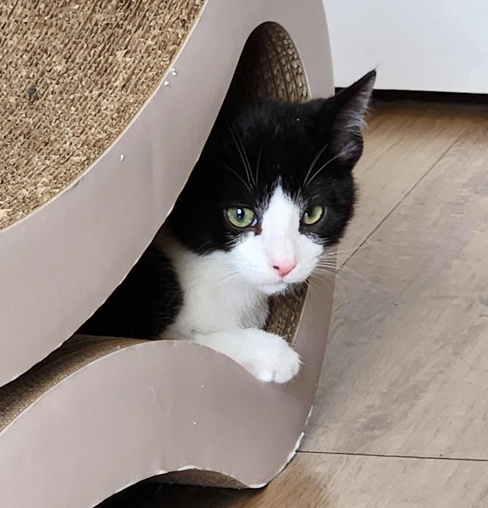 Black and white shorthair kitten named Jasper available for adoption at the Cat's Meow in Anacortes, WA.