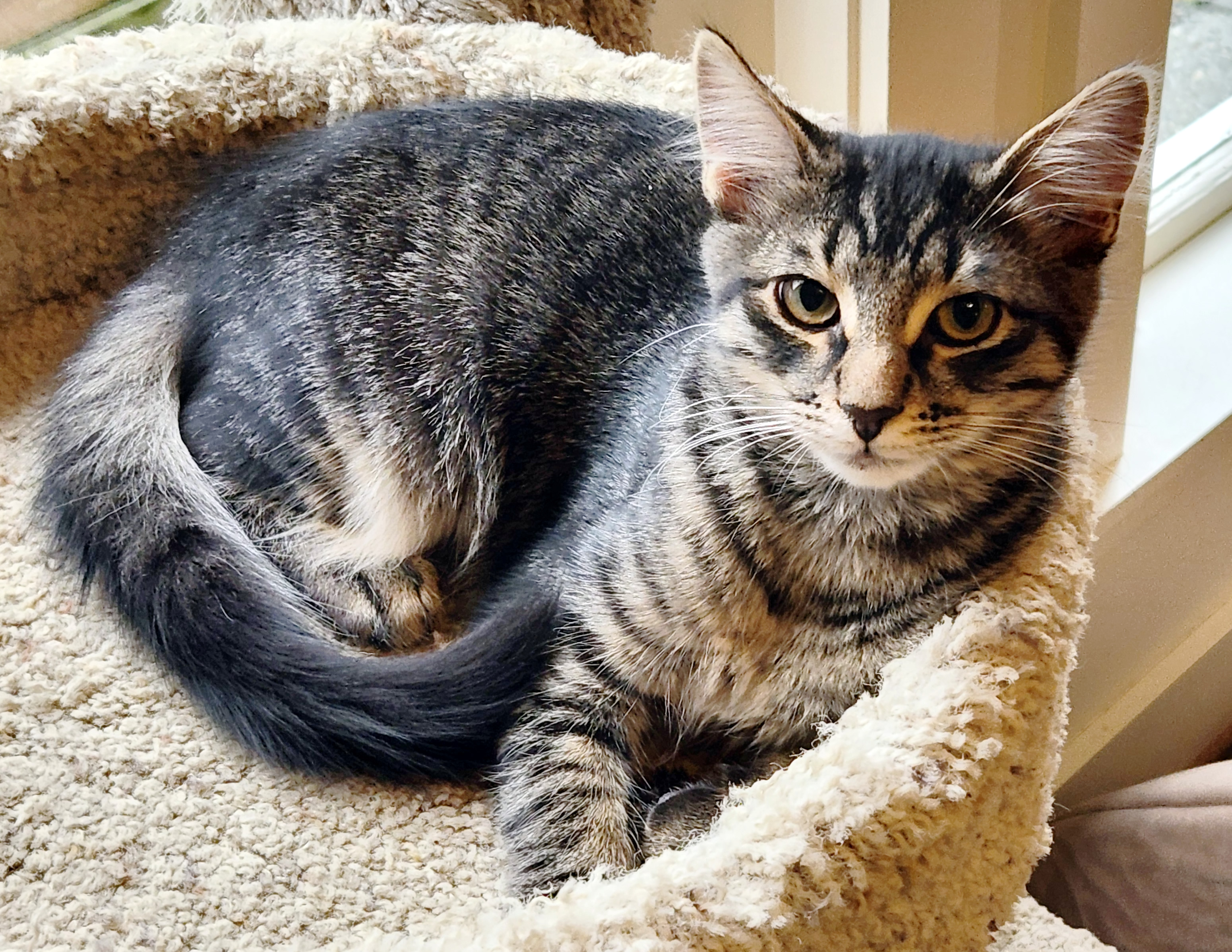 Brown tabby female cat, Olivia, available for adoption at the Cat's Meow in Anacortes, WA.