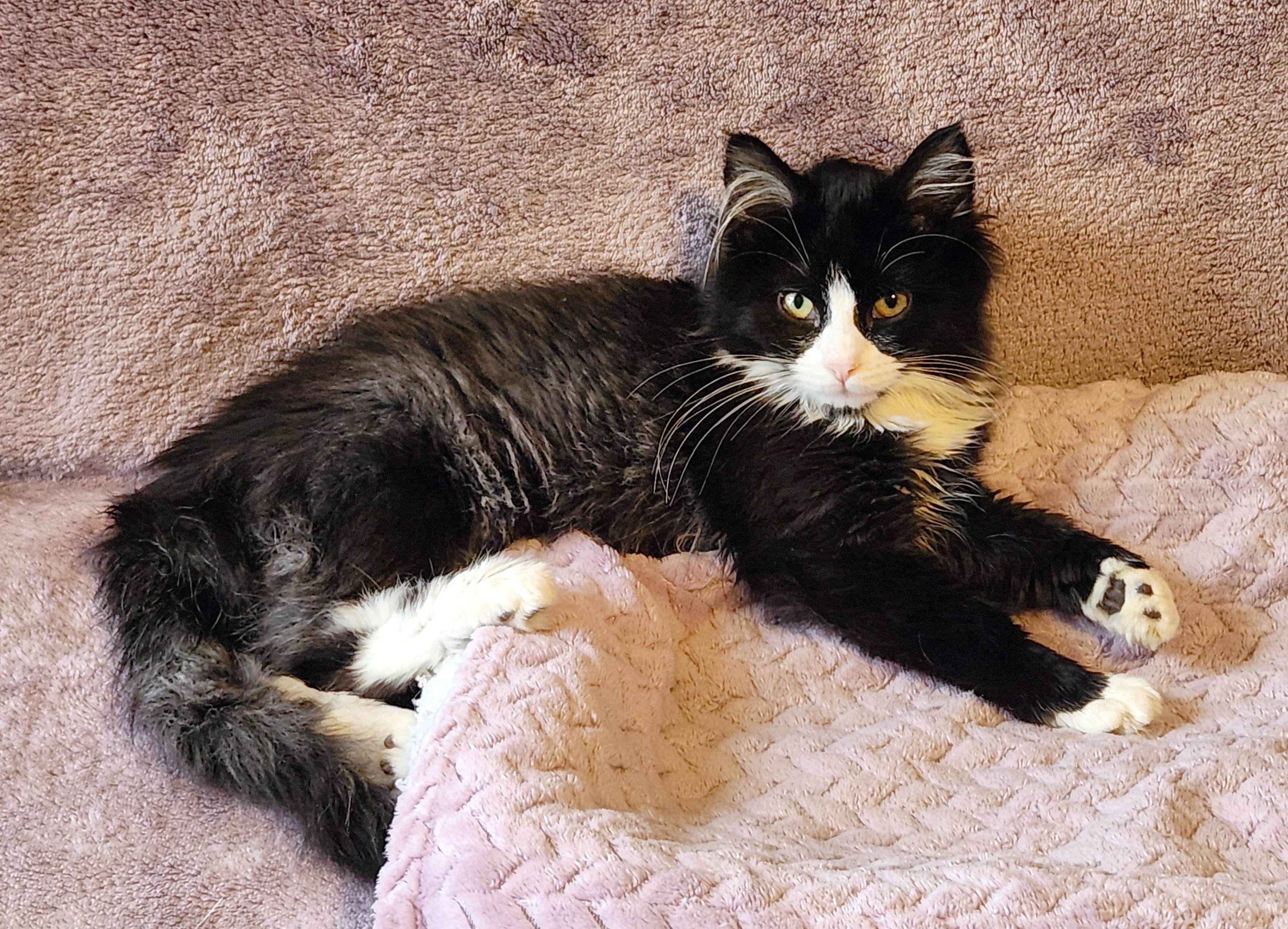 Molly, a longhair black and white female kitten laying on a purple blanket. Molly is available for adoption at the Cat's Meow in Anacortes, WA.