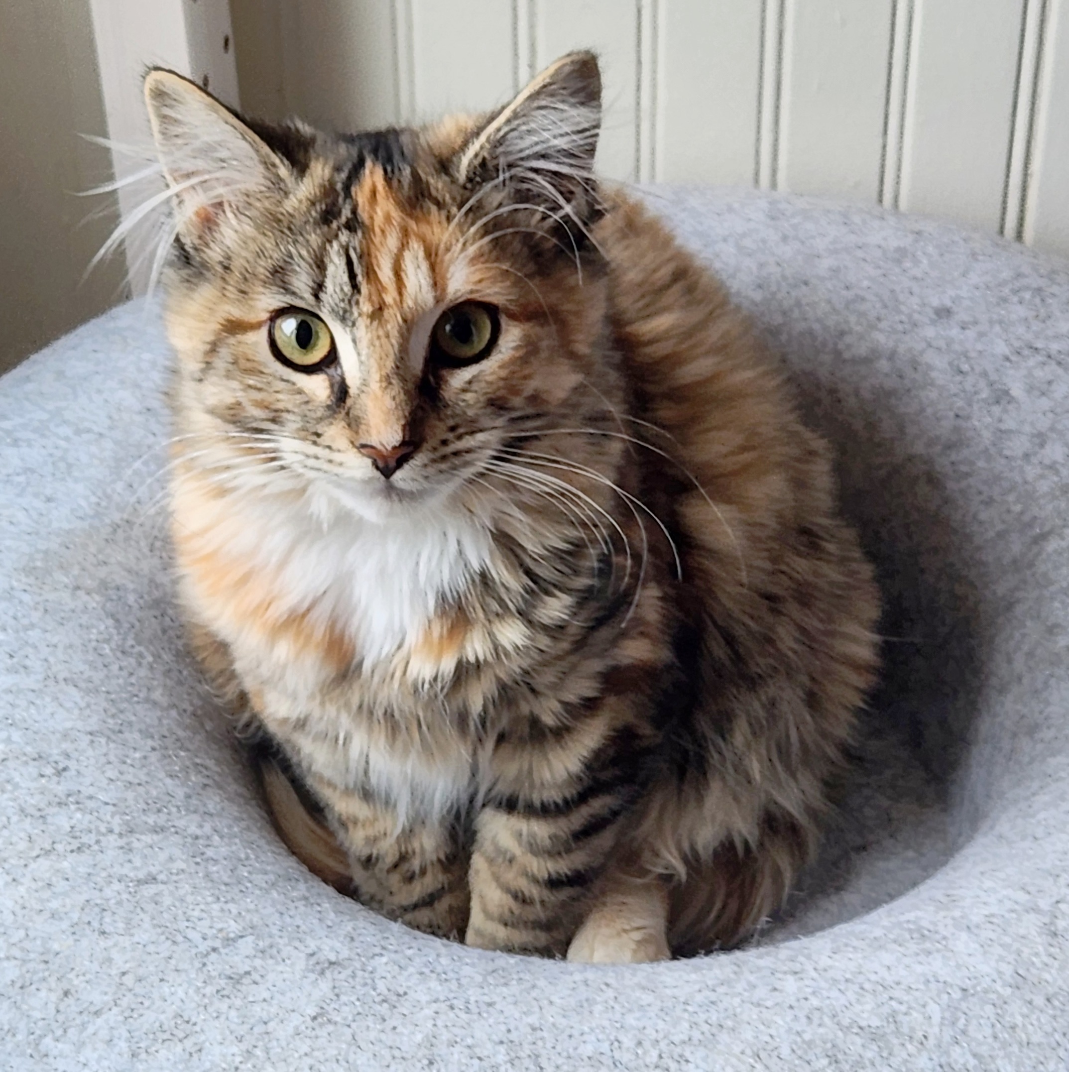Beautiful longhair calico cat named Charlotte, available for adoption at the Cat's Meow in Anacortes, WA.