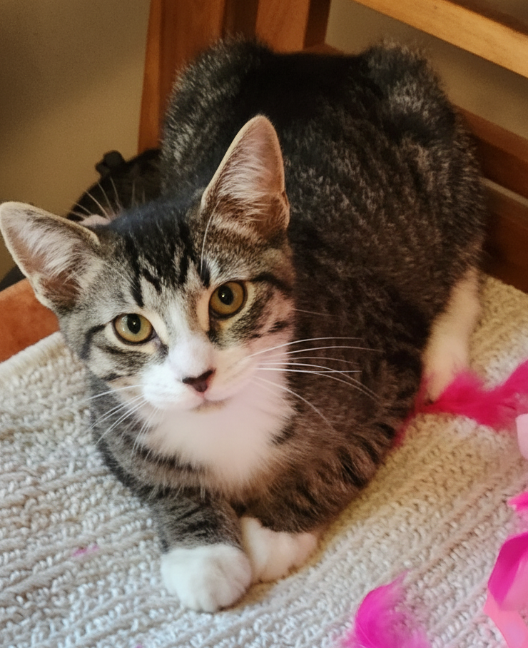 Alexander is a handsome grey and black striped tabby male kitten available for adoption at the Cat's Meow in Anacortes, WA.