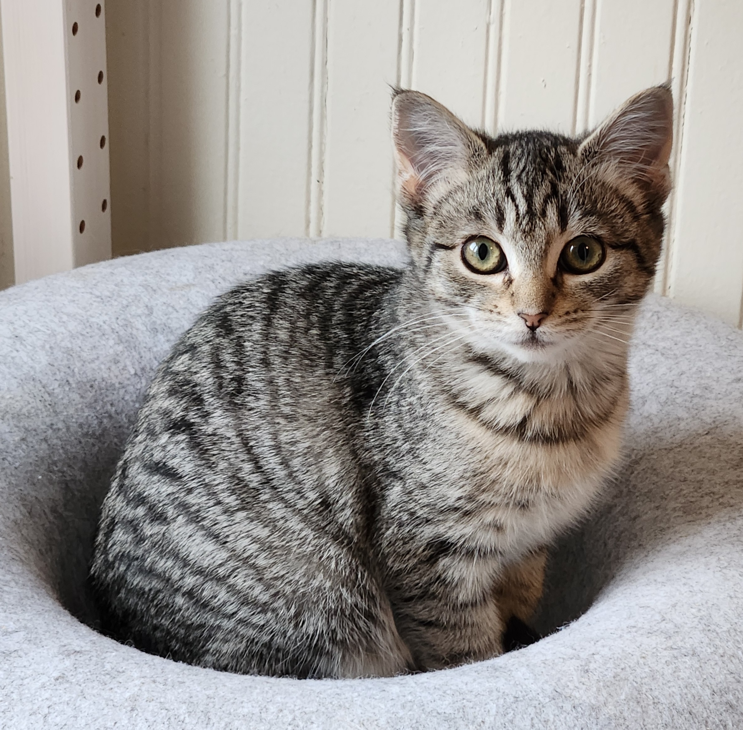 Lily, a brown tabby female kitten available for adoption at the Cat's Meow in Anacortes, WA.