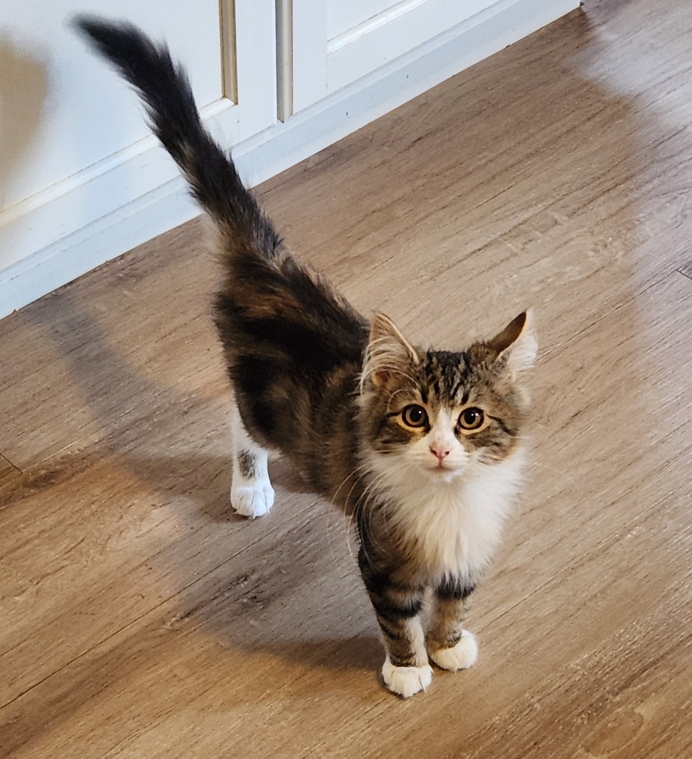 Sasha, a medium hair tabby and white female kitten available for adoption at the Cat's Meow in Anacortes, WA.