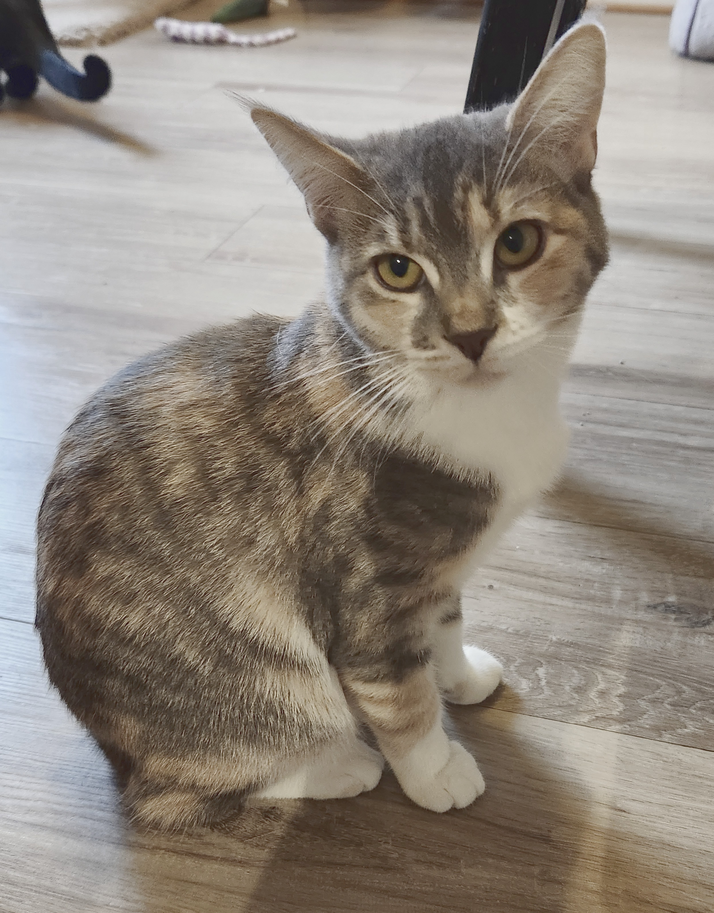 Tigerlily is a beautiful young dilute calico female cat available for adoption at the Cat's Meow in Anacortes, WA.