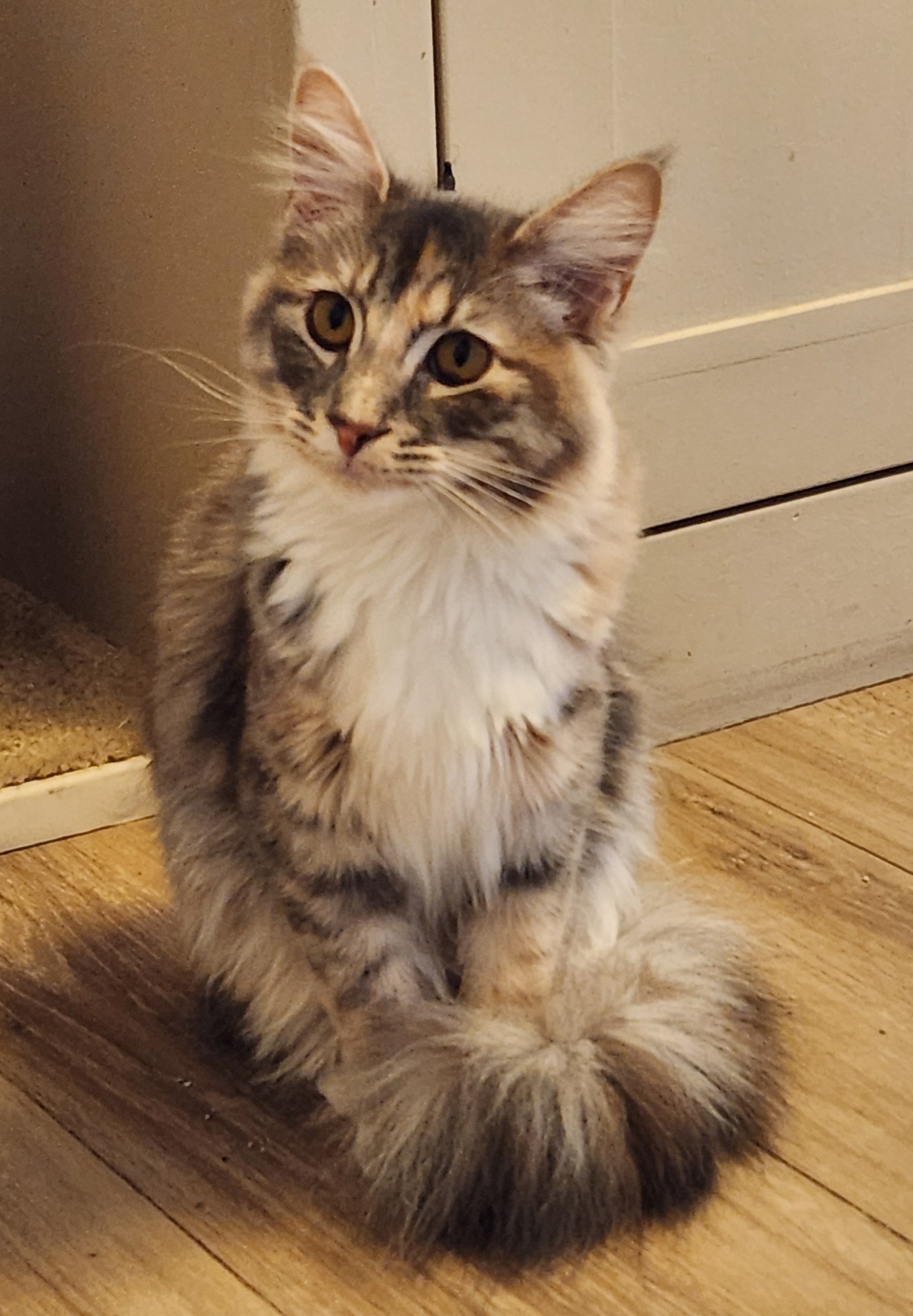 Firefly is a gorgeous medium hair dilute calico female cat available for adoption at the Cat's Meow in Anacortes, WA.