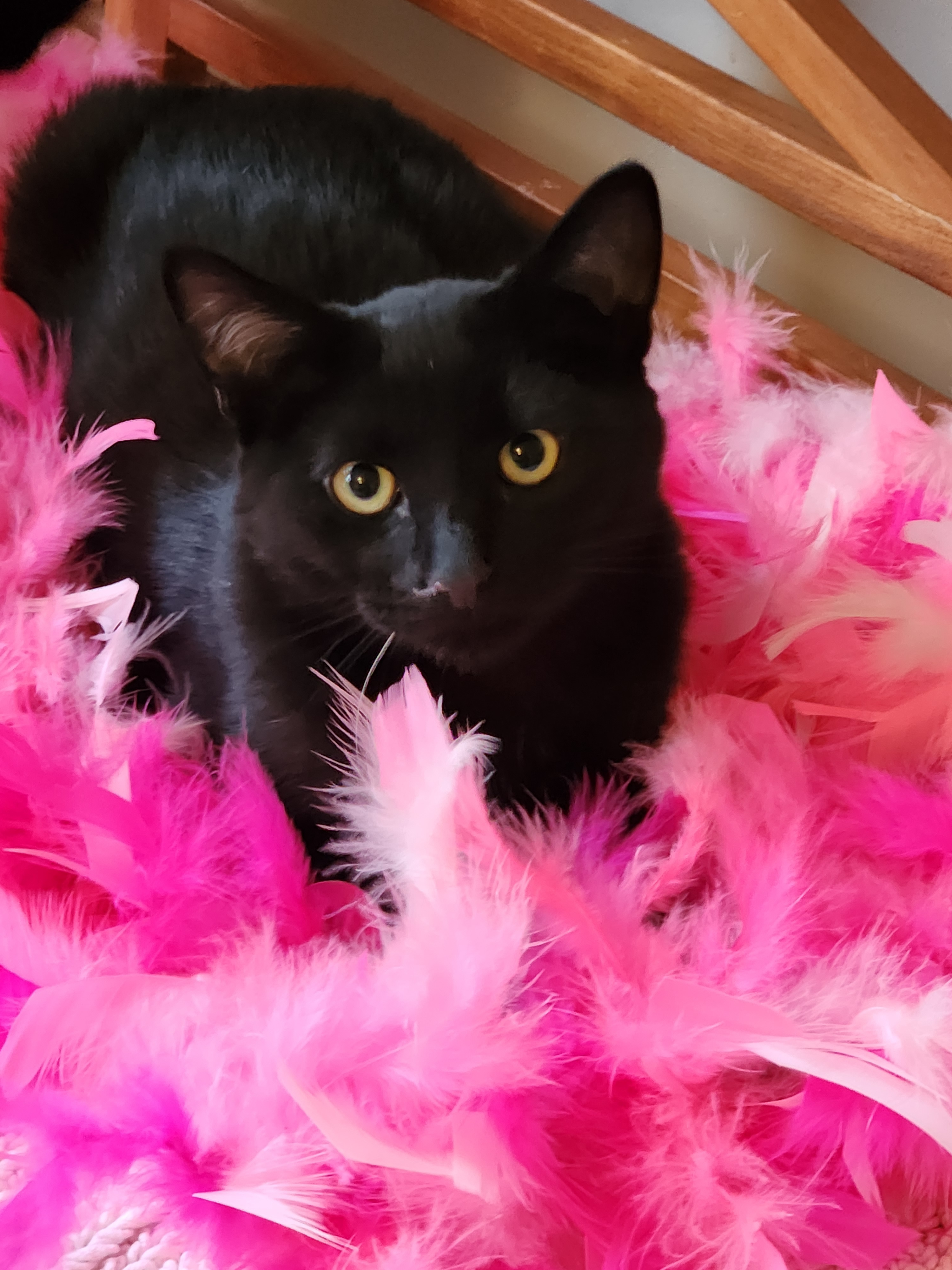 Black male short hair kitten laying on a pile of pink feathers.