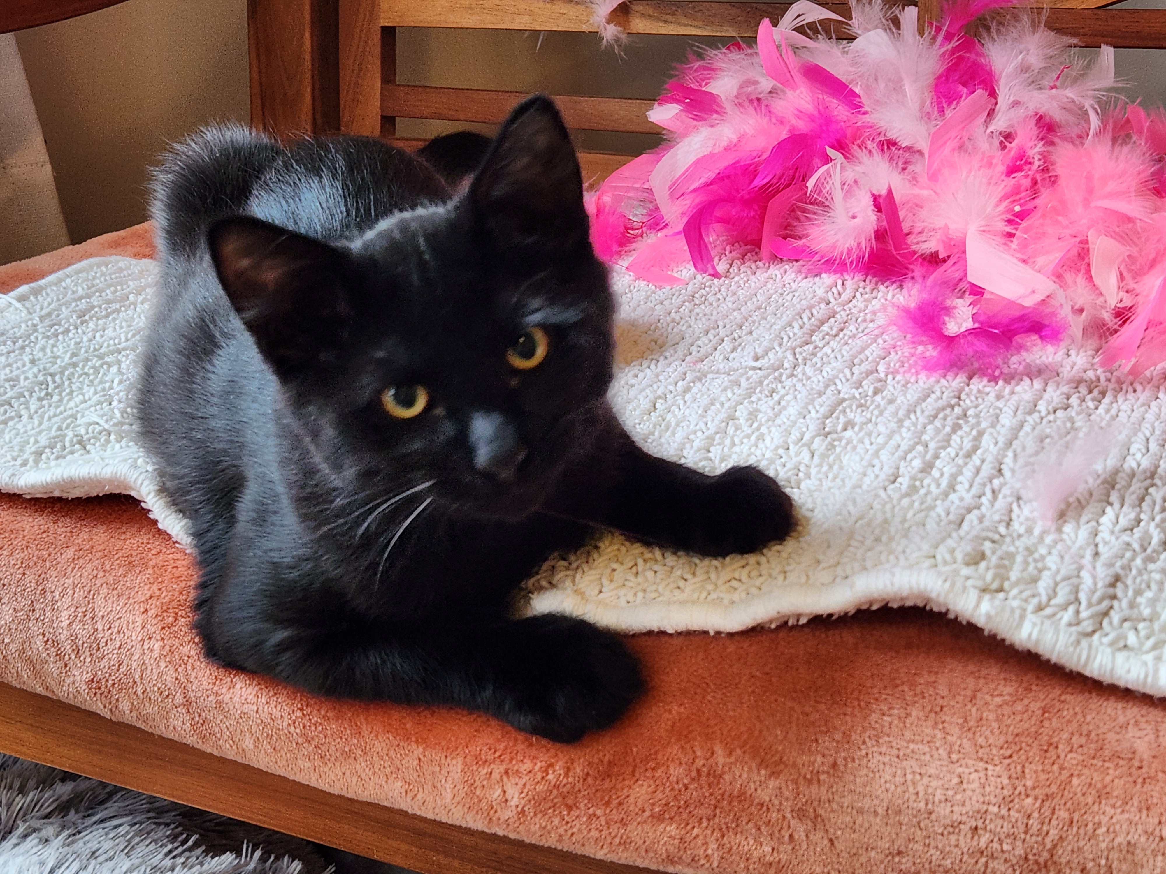 Black short hair male kitten named Felix sitting on a bench with a rust colored blanket.