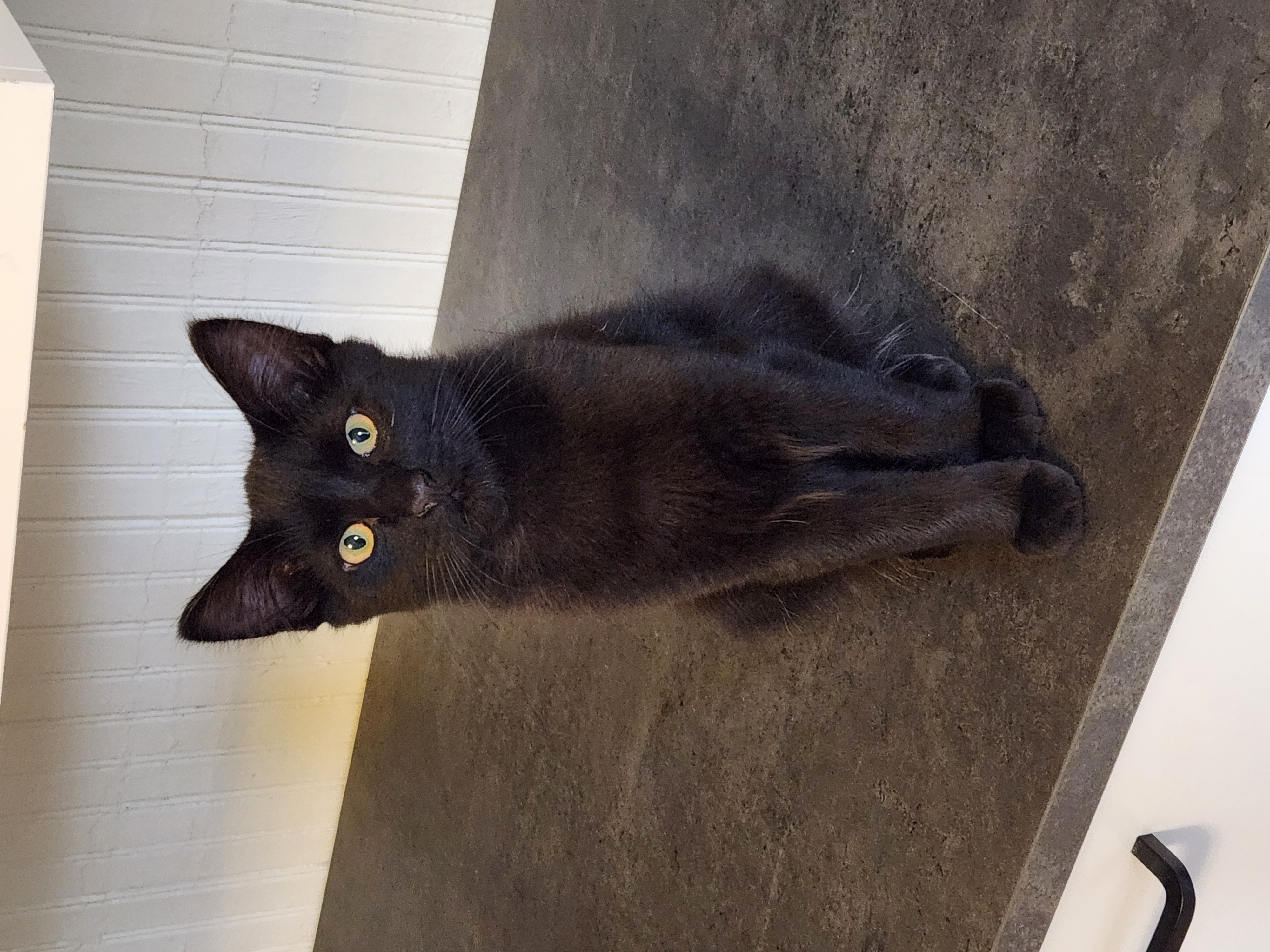 Black medium hair cat named Ernie sitting on a black countertop.