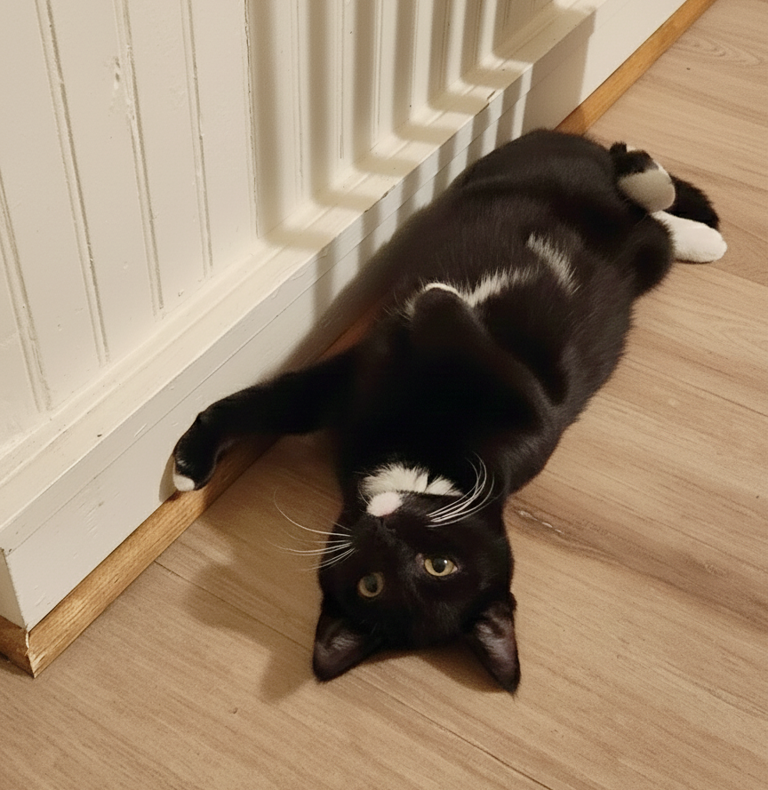 A black and white cat lies on its back on a wooden floor, looking curiously at the camera. Annie is available for adoption at the Cat's Meow in Anacortes, WA.