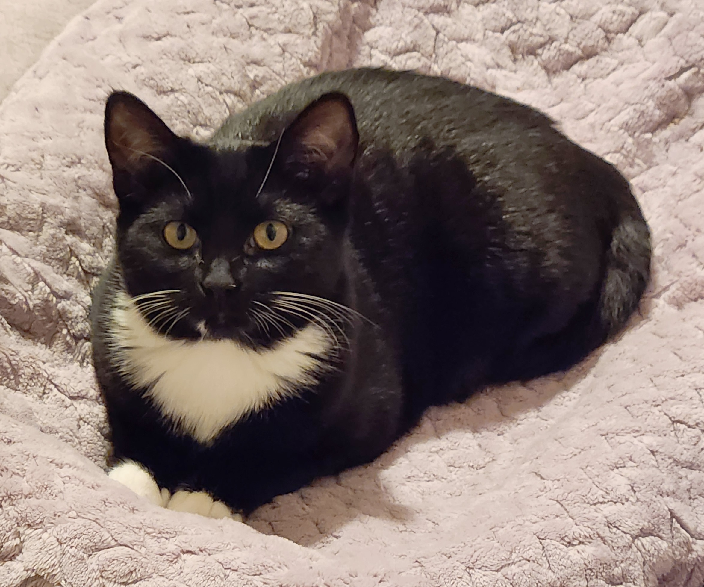 A black and white cat sits on a soft purple blanket, gazing upwards with bright yellow eyes. The scene conveys a calm and curious demeanor. Grace is available for adoption at the Cat's Meow in Anacortes, WA.