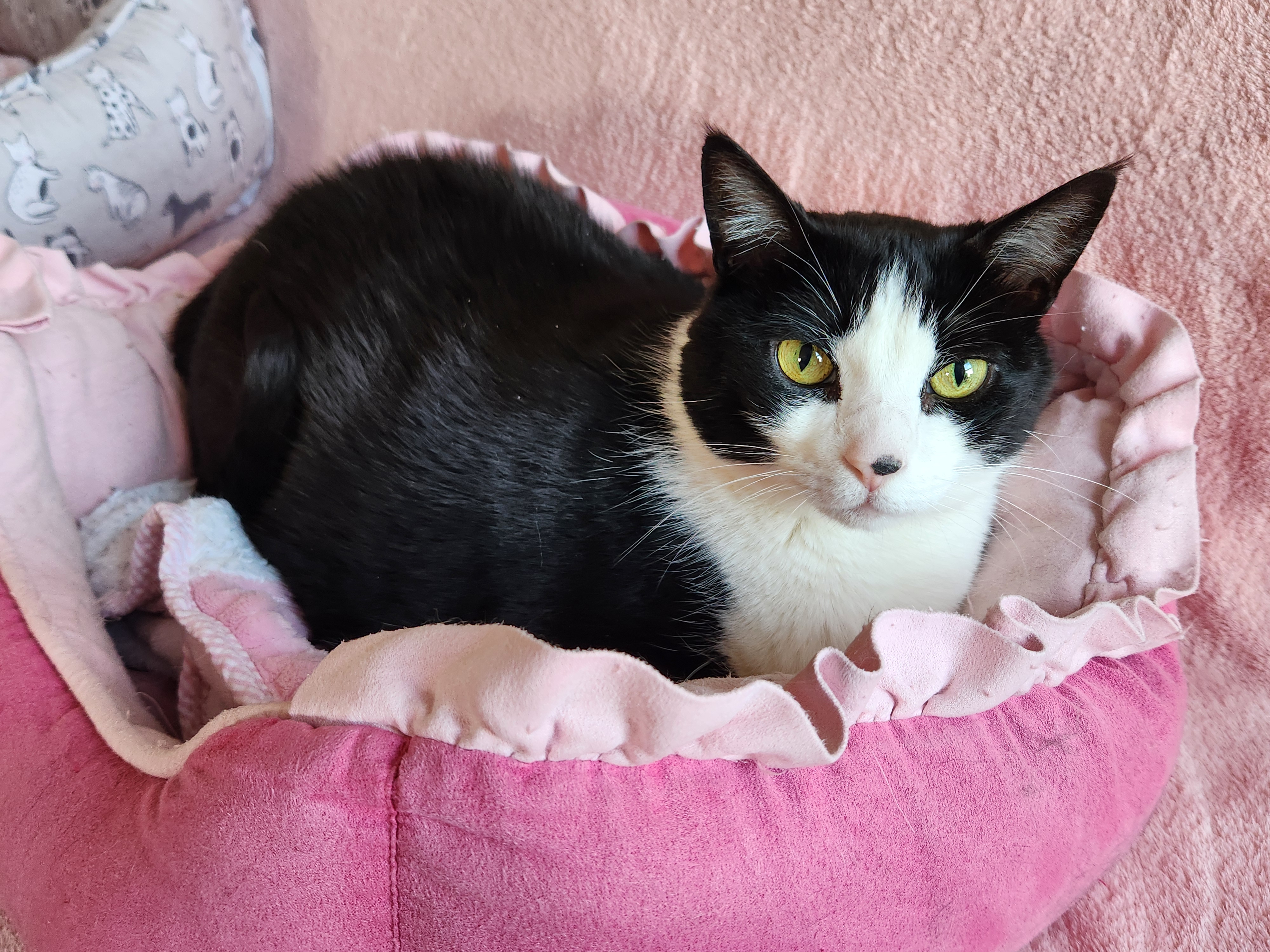 Fred, a black and white cat with striking yellow eyes rests in a pink pet bed. Fred is a senior male cat available for adoption at the Cat's Meow in Anacortes, WA.