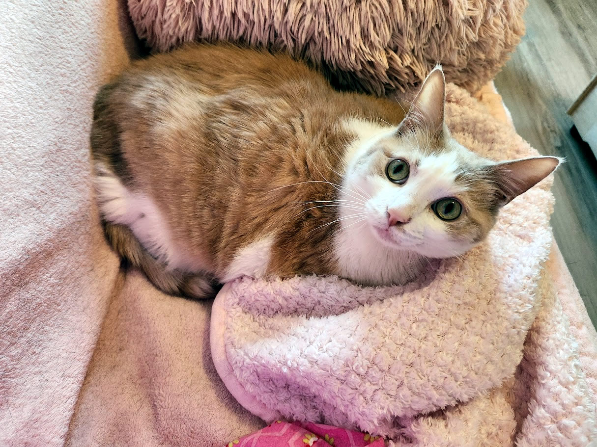 Ginger, an orange and white cat with green eyes sits curled on a pink, fluffy blanket on a couch. Ginger is available for adoption at the Cat's Meow in Anacortes, WA.
