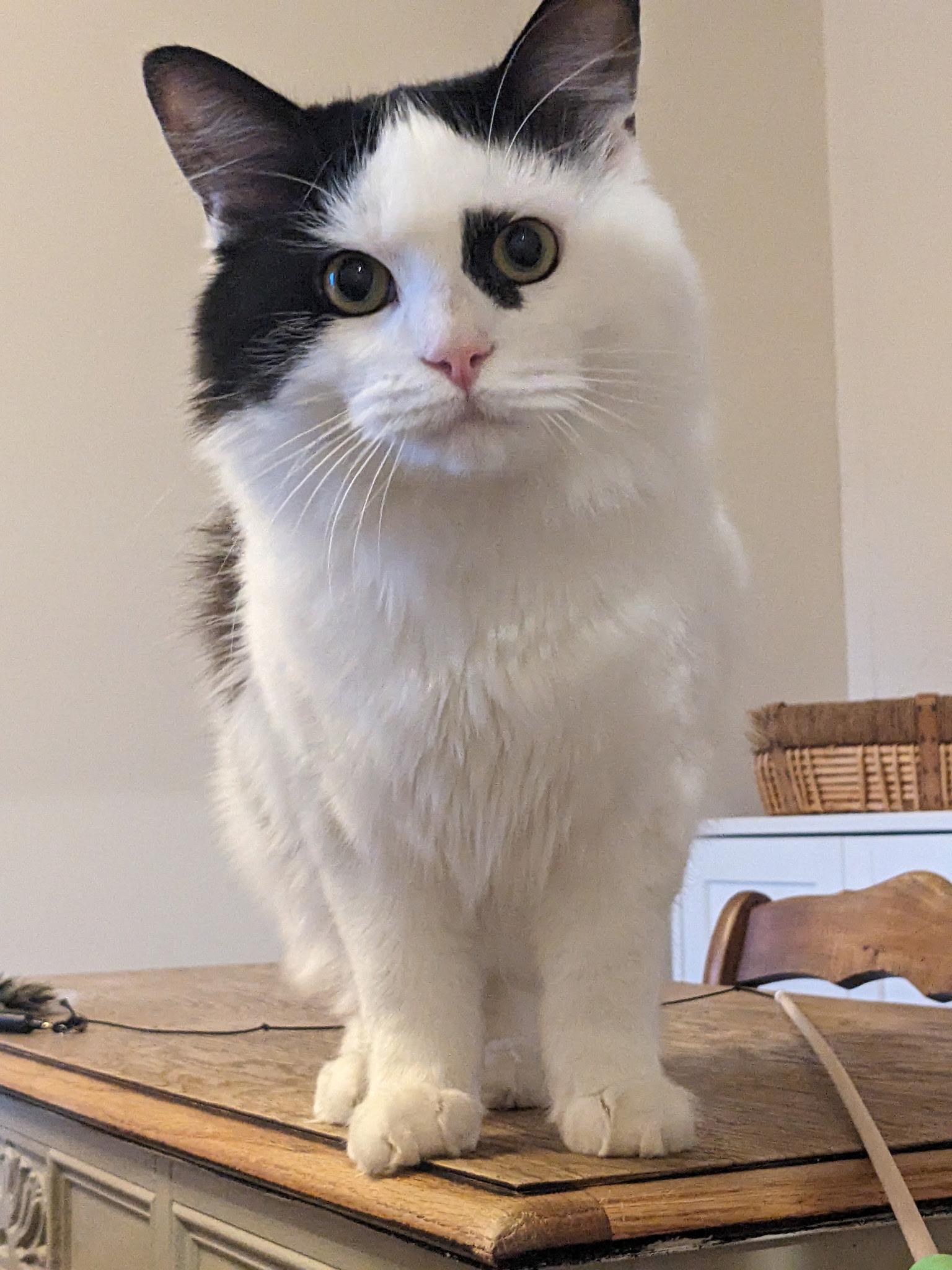 Wilbur, a black and white cat with distinctive markings on its face stands on a wooden tabletop, looking intently at the camera. Wilbur is available for adoption at the Cat's Meow in Anacortes, WA.