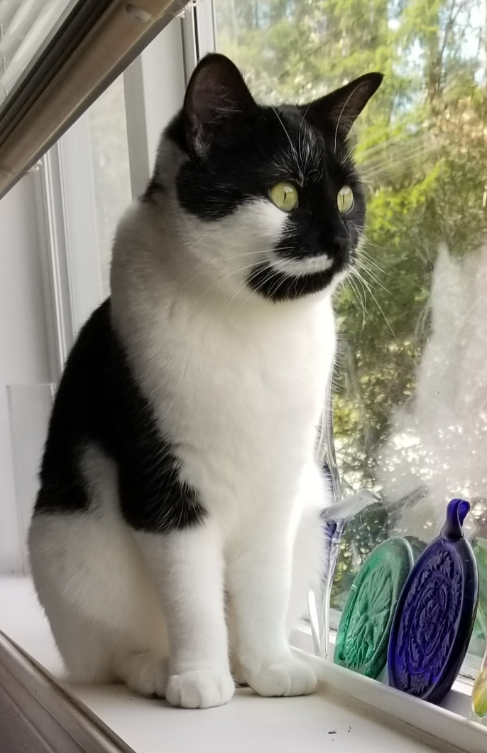 Adorable black and white female shorthair cat named Lisbet, available for adoption at the Cat's Meow in Anacortes, WA.
