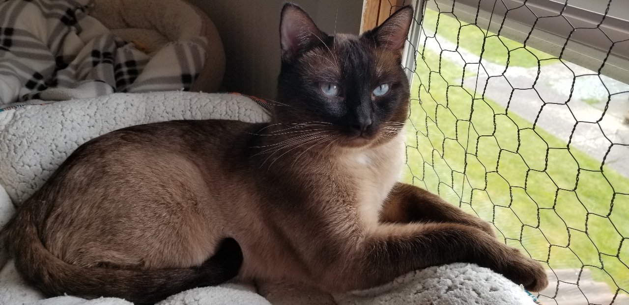 Simon, a handsome male Siamese cat, sits near a window at the Cat's Meow in Anacortes, WA.