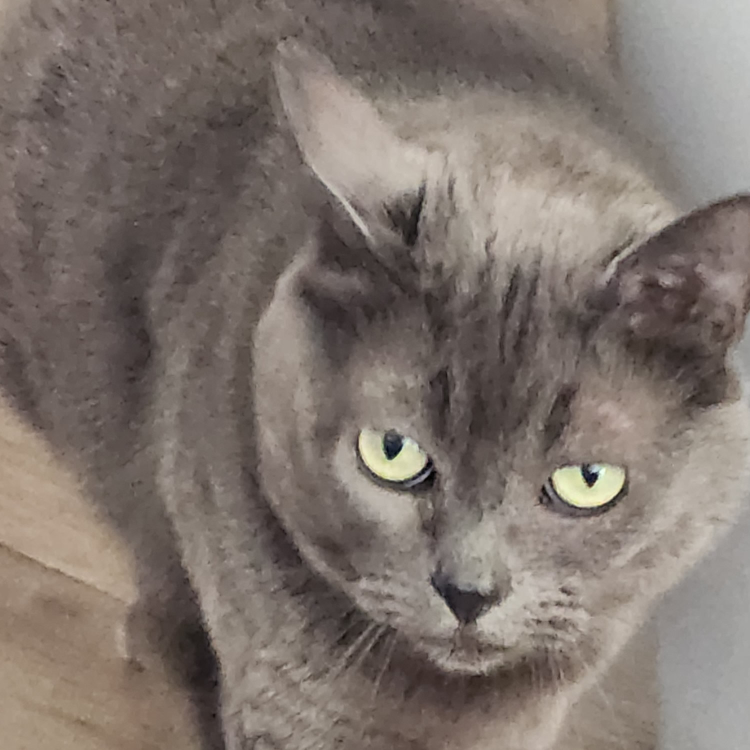 Emma, a shorthair grey female cat, available for adoption at the Cat's Meow in Anacortes, WA.