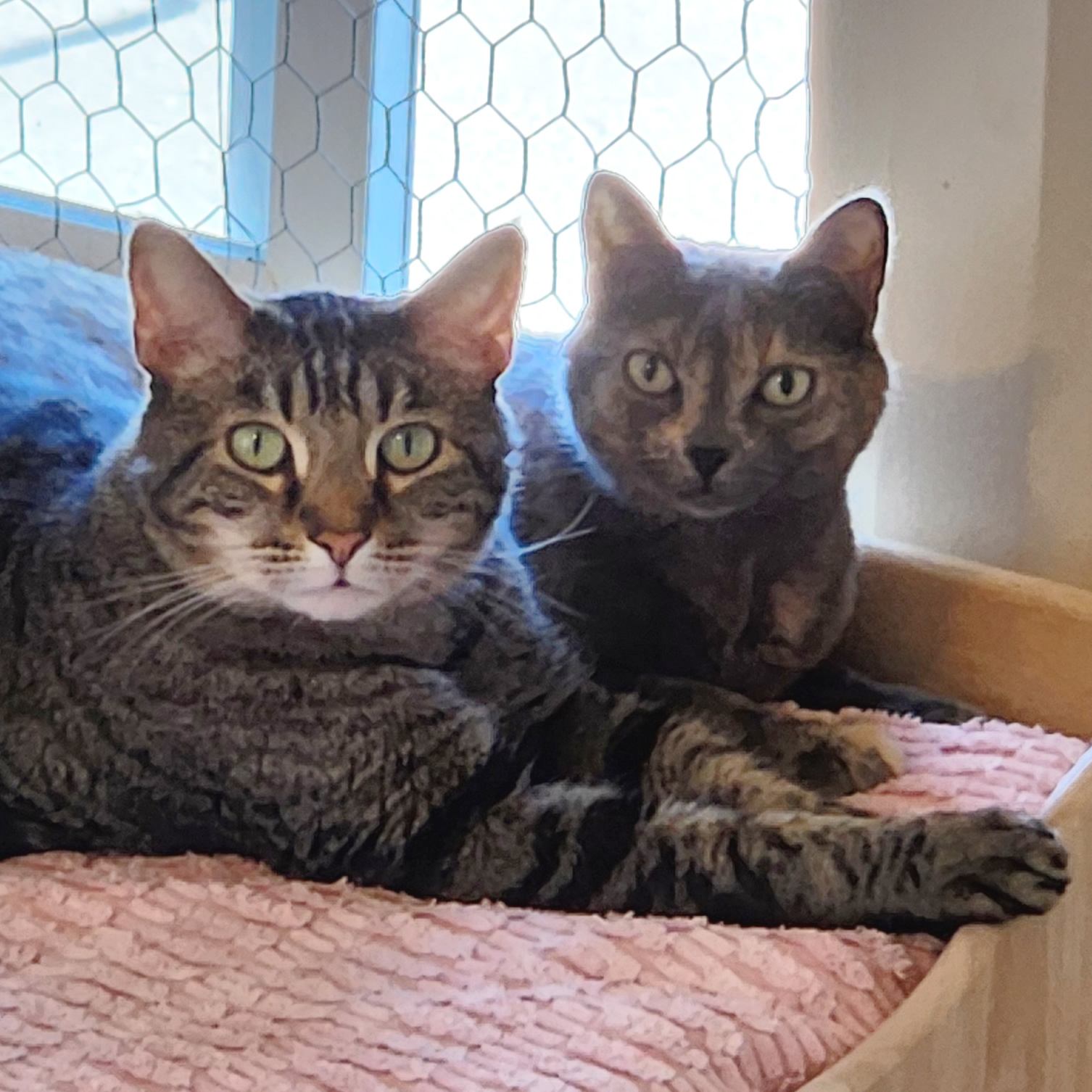 Two sibling cats, Dusti and Harley, shown together at the Cat's Meow in Anacortes, WA.