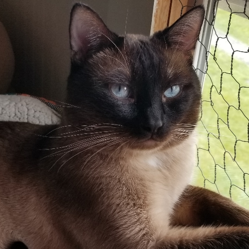 Simon, a handsome male Siamese cat, sits near a window at the Cat's Meow in Anacortes, WA.