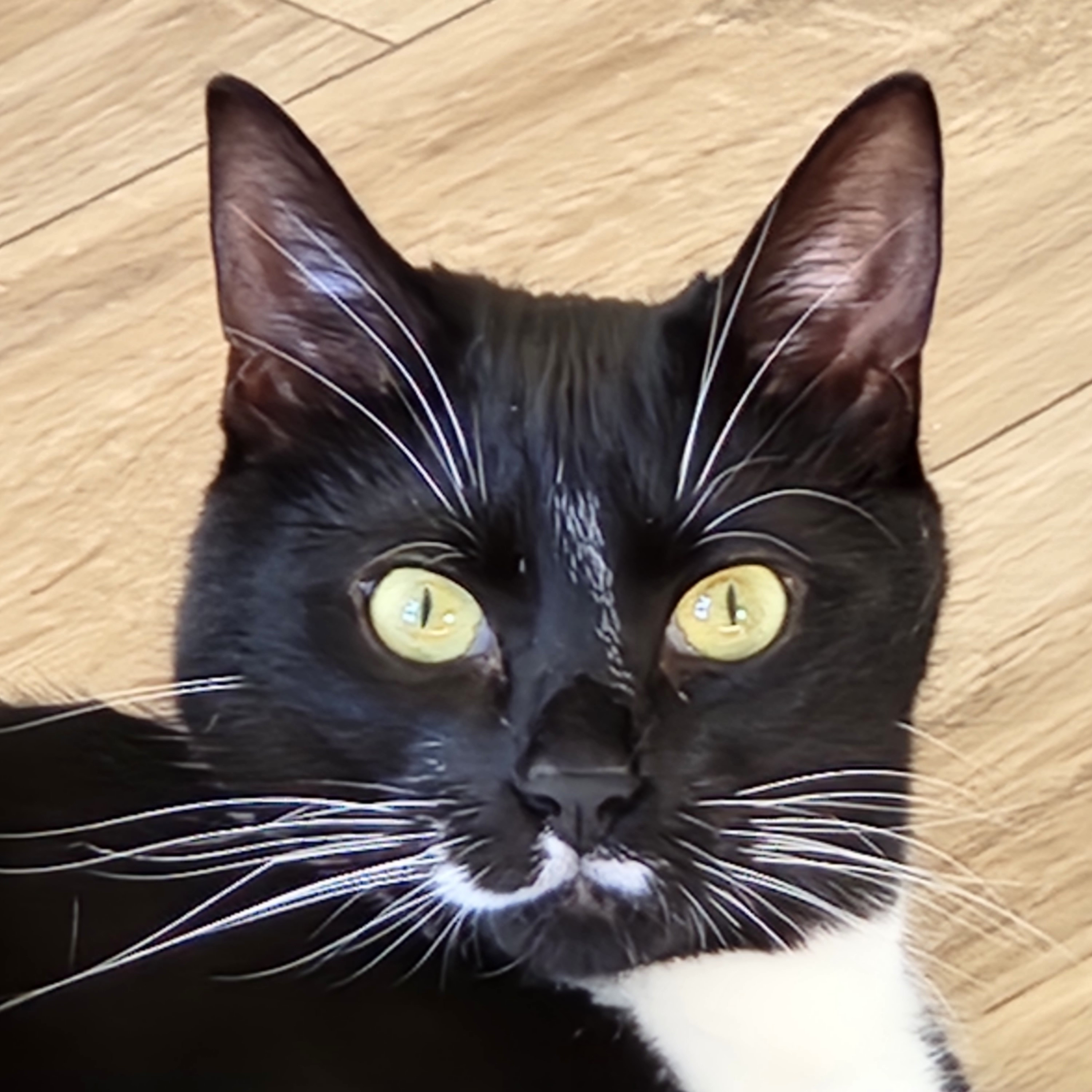 Max, a black and white shorthair male cat available for adoption at the Cat's Meow in Anacortes, WA.