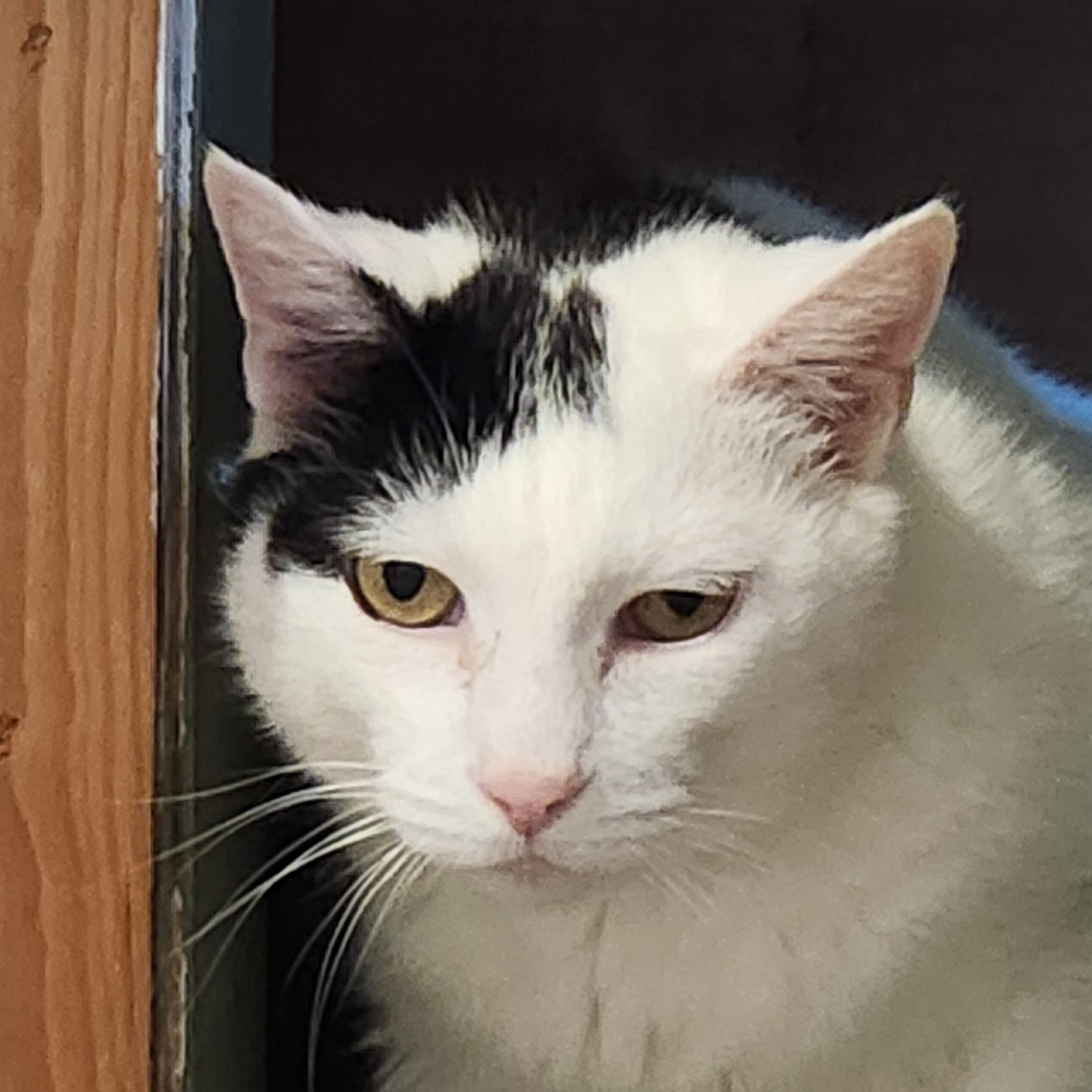 Astro, a male white and black senior cat available for adoption at the Cat's Meow in Anacortes, WA.