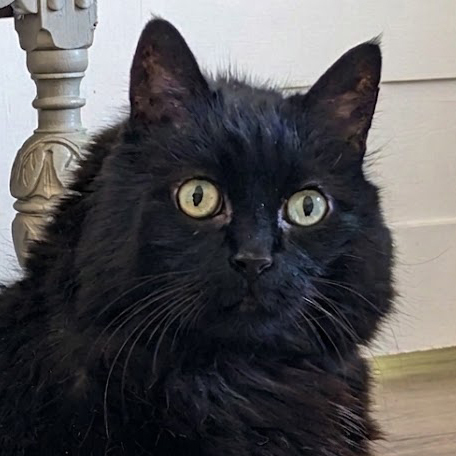 Headshot of black medium hair senior female cat named Kitty, available for adoption at the Cat's Meow in Anacortes, WA.