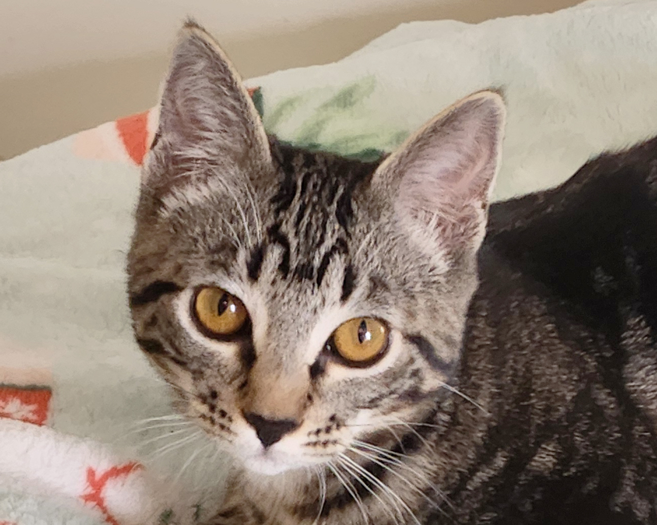 Headshot of beautiful brown tabby female kitten named Winnie, available at the Cat's Meow in Anacortes, WA.