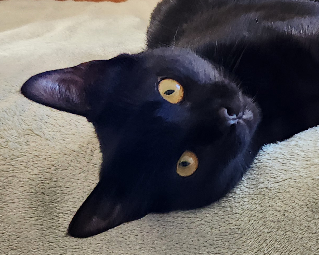 Headshot of a sweet black shorthair male kitten named Wally, available for adoption at the Cat's Meow in Anacortes, WA.