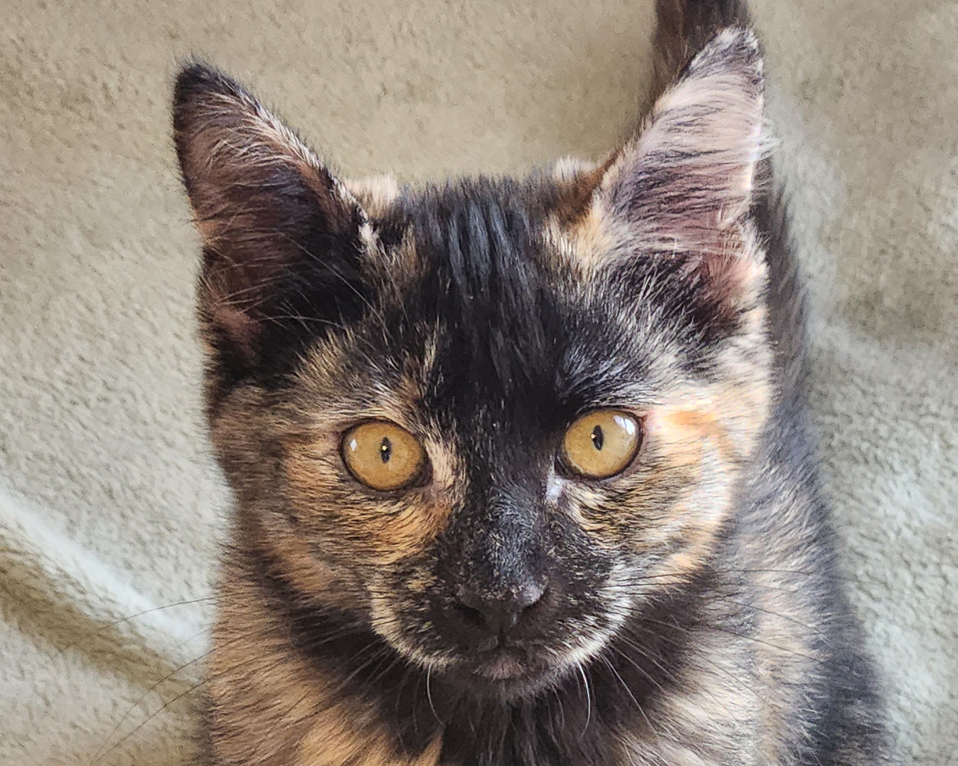 Headshot of shorthair female tortoiseshell kitten named Clara, available for adoption at the Cat's Meow in Anacortes, WA.