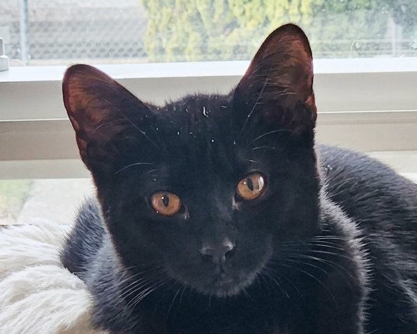 Headshot of shorthair black female cat named Sabrina, available for adoption at the Cat's Meow in Anacortes, WA.