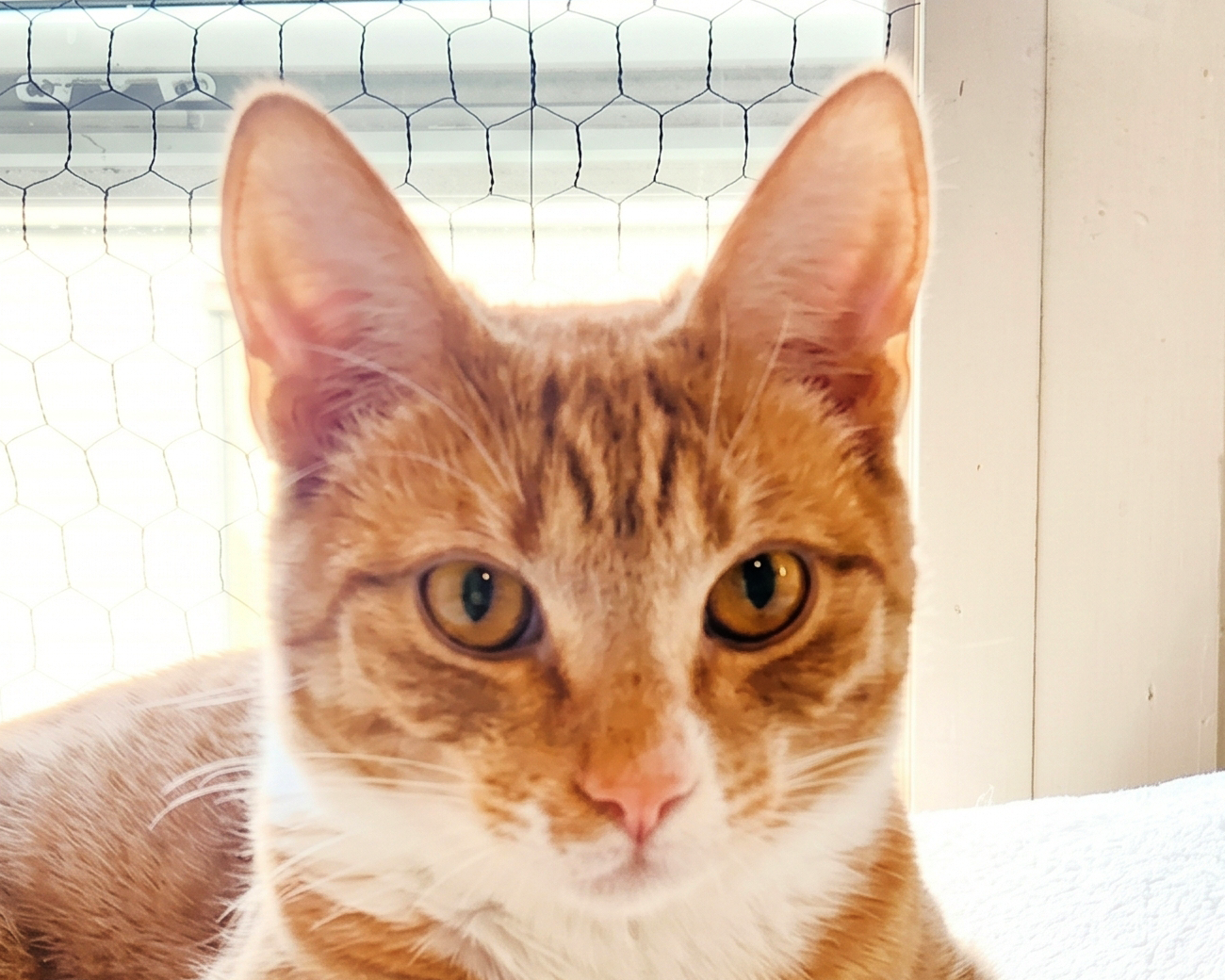 Headshot of Xena, a beautiful orange and white shorthair female tabby kitten, available for adoption at the Cat's Meow in Anacortes, WA.