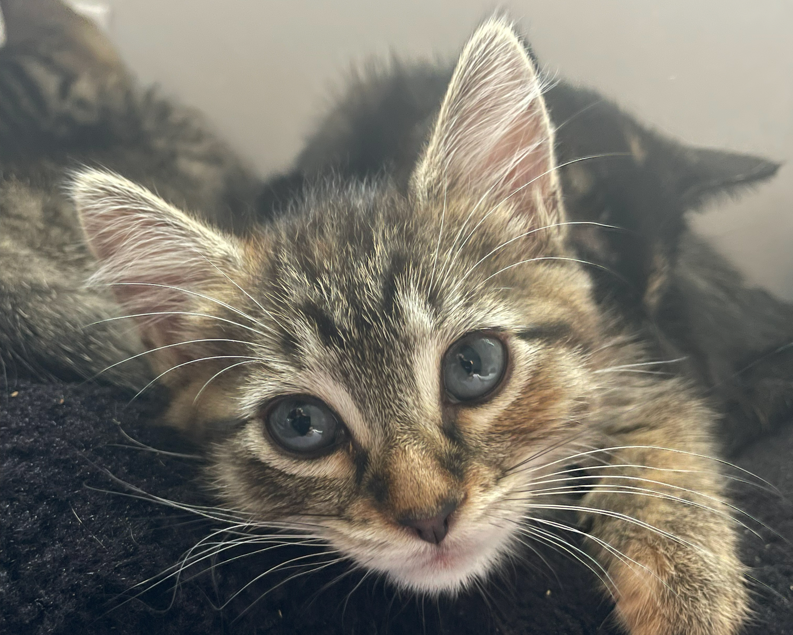 Head shot of shorthair tabby kitten named Adele, available for adoption at the Cat's Meow in Anacortes, WA.