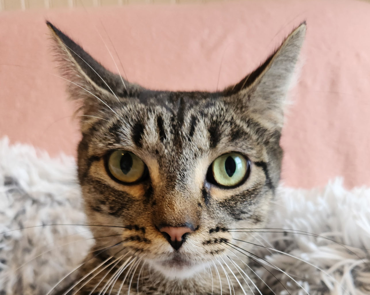Headshot of Chloe, a beautiful female brown tabby cat, available for adoption at the Cat's Meow in Anacortes, WA.
