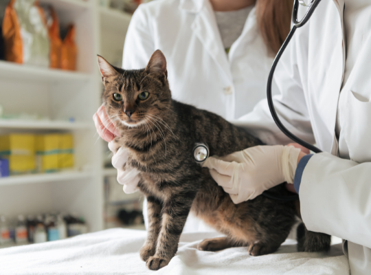 Home Visit Pet Care