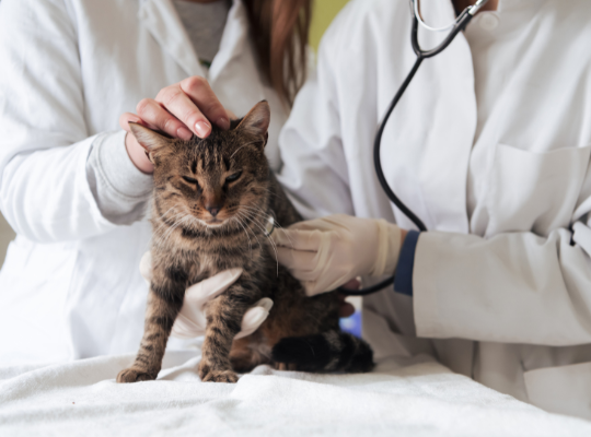 Home Visit Pet Care