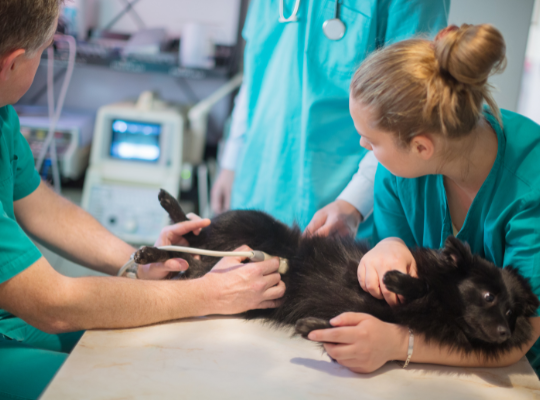 Home Visit Pet Care