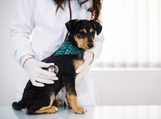Home Visit Pet Care