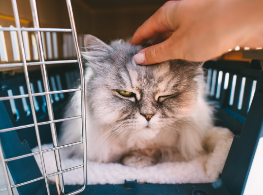 Home Visit Pet Care
