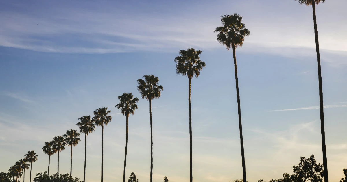 A row of palm trees in California