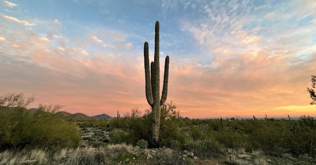 A cactus in Arizona