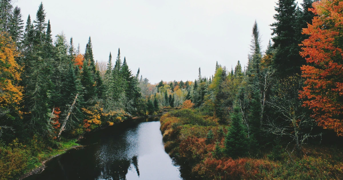 A colorful forest in Vermont during the fall