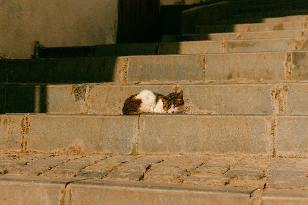 A cat sleeps on an old staircase
